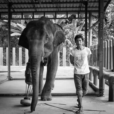 A resident of The Friends of the Asian Elephant