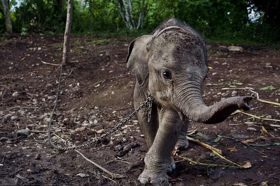 Baby elephant in chains