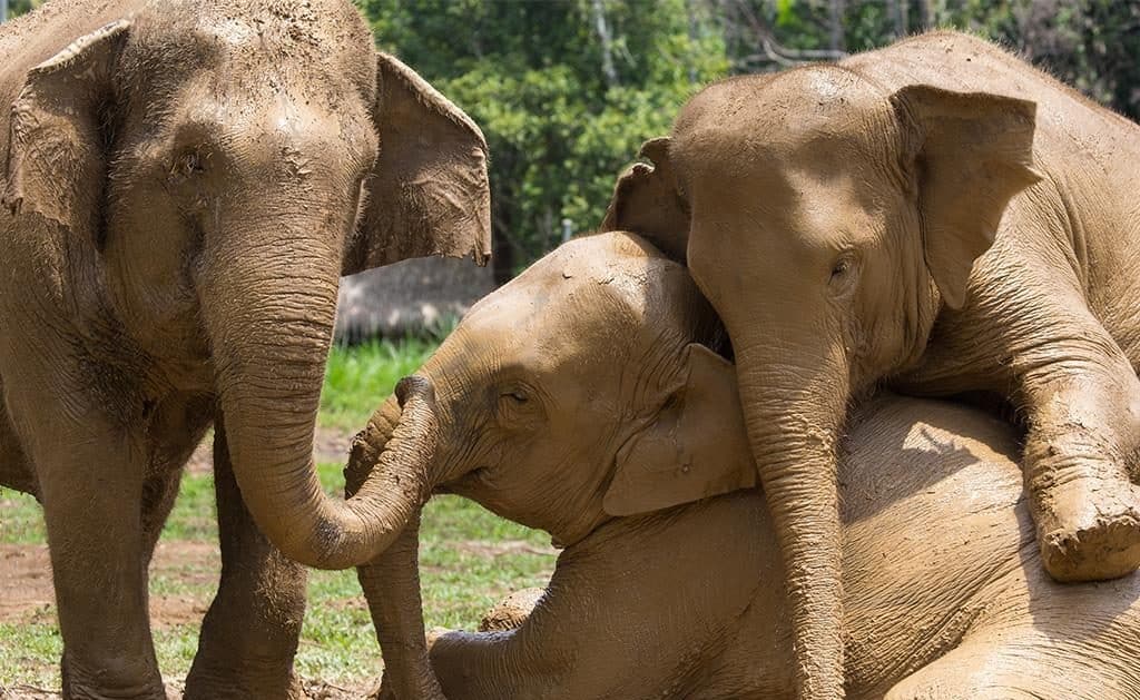 Elephant Love 