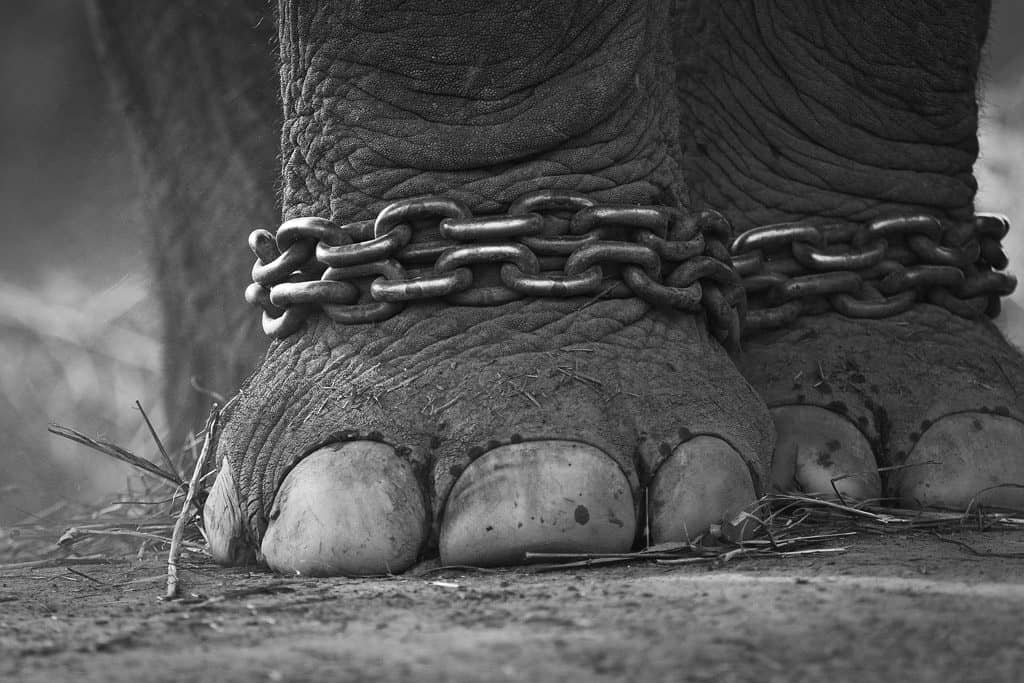 Elephant in chains