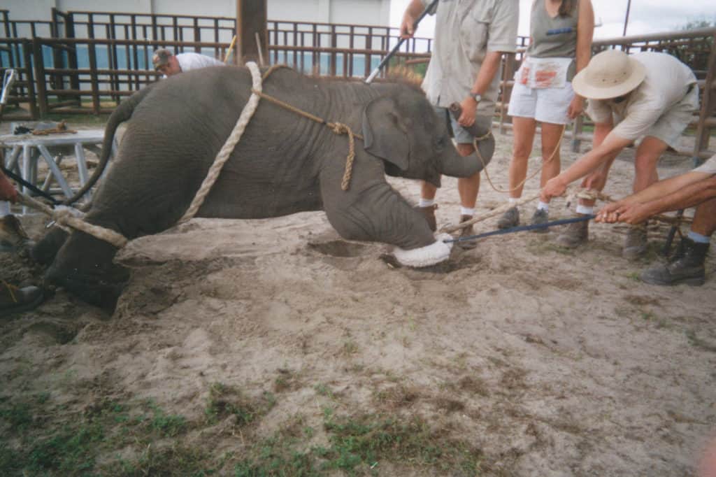 Baby Elephant Trained