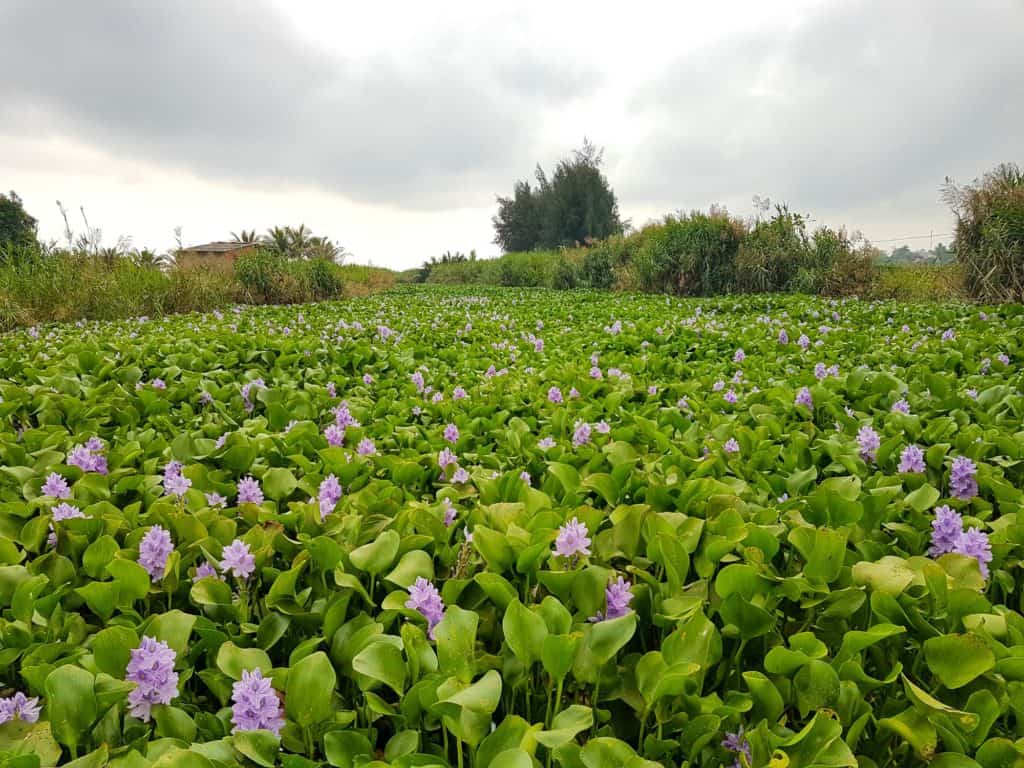 Flowers on River Hoi An Vietnam
