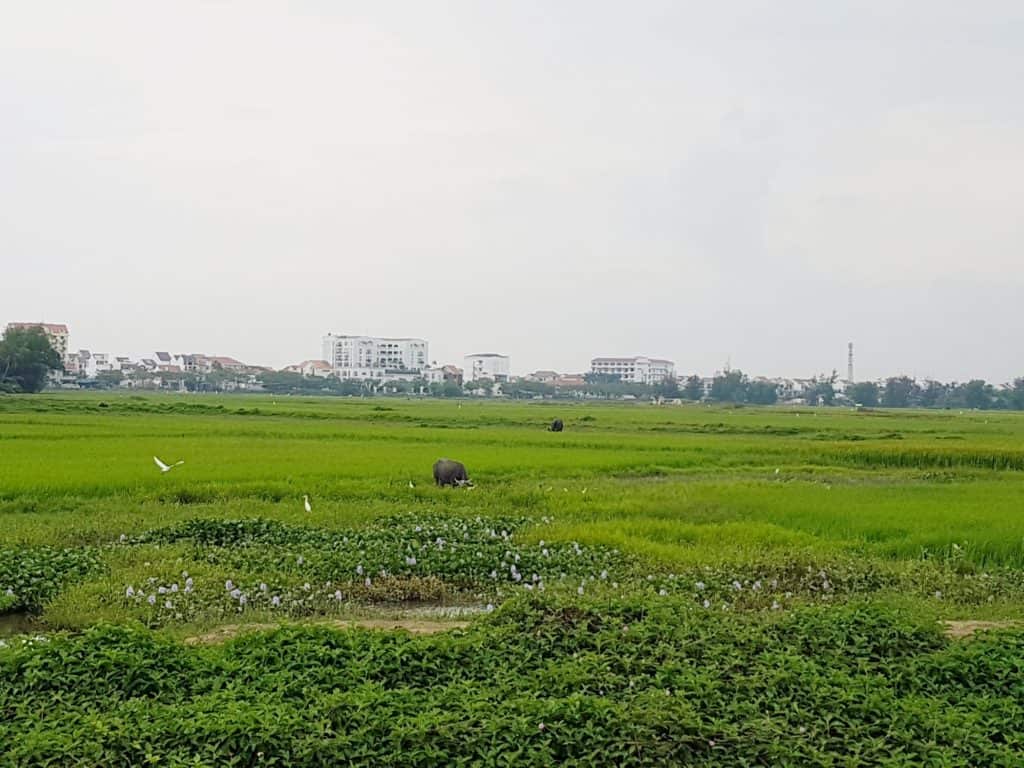 Hoi An Countryside Vietnam