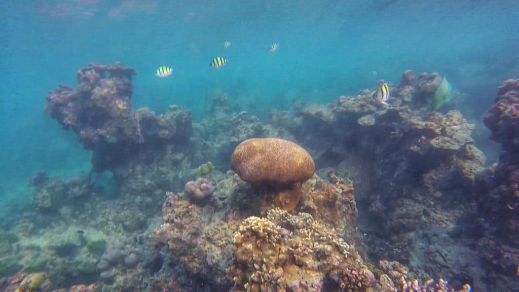 Reef at Koh Rong Sanloem, Cambodia