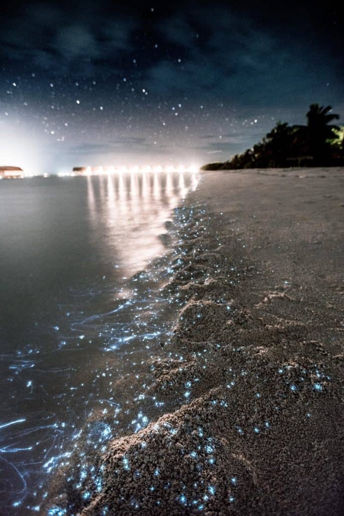 bioluminescent plankton